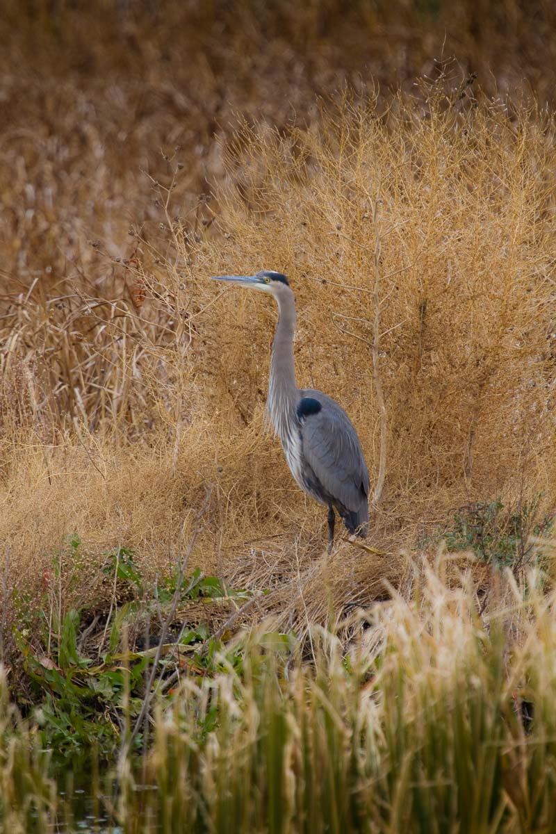 A bird in the McPherson Valley Wetlands.
