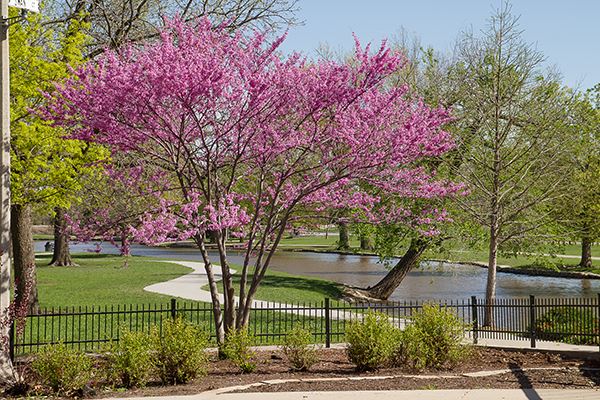 red bud in park - Griggs